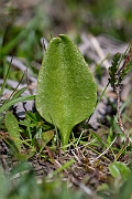 David Plant Photography - Wildlife Photography - Small adder's-tongue fern - A