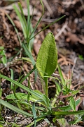 David Plant Photography - Wildlife Photography - Small adder's-tongue fern - B