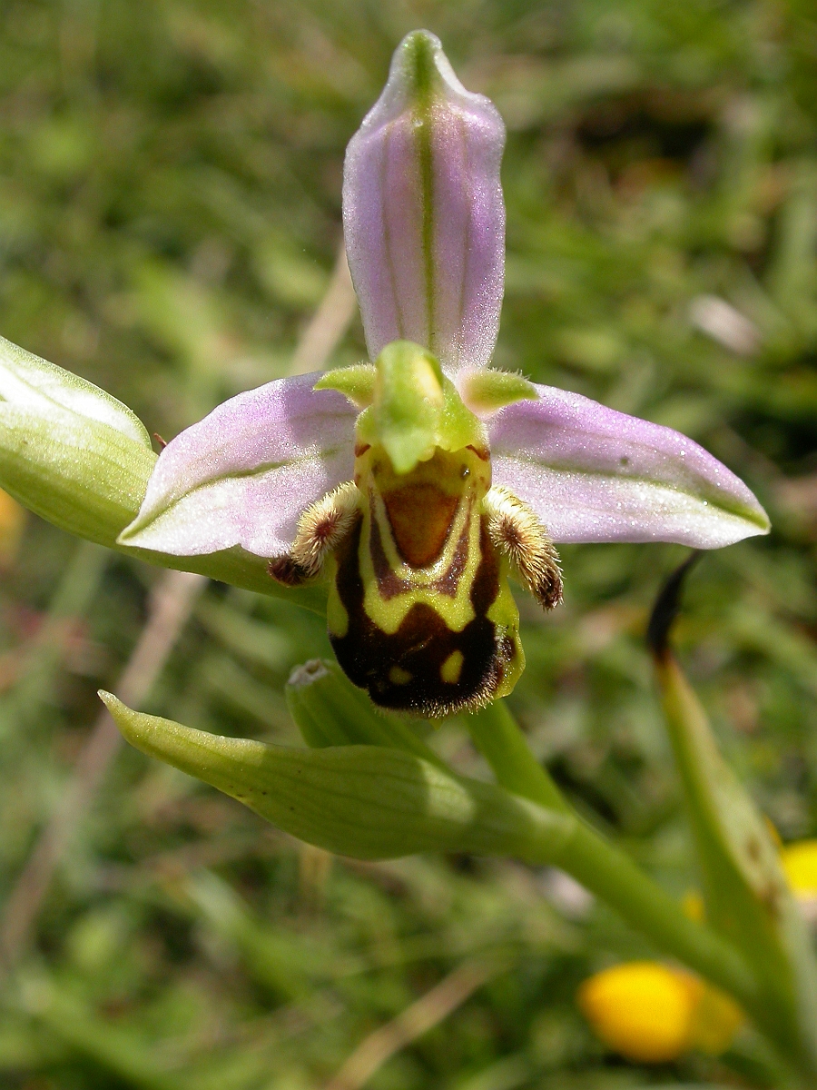 David Plant Photography - Wildlife Photographer - Bee orchid flower - B.jpg - Bee orchid flower - Somerset