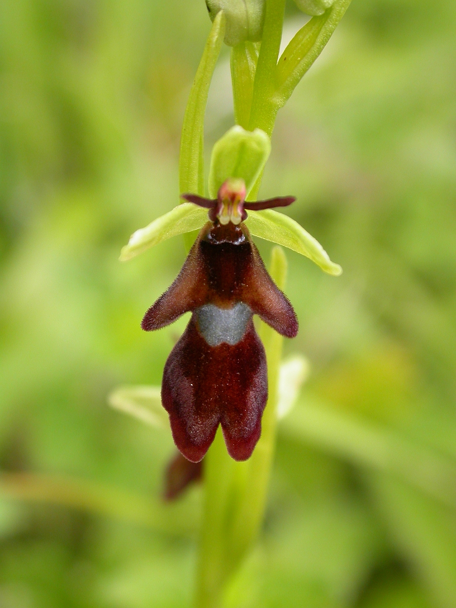 David Plant Photography - Wildlife Photographer - Fly orchid flower - A.jpg - Fly orchid flower - Buckinghamshire