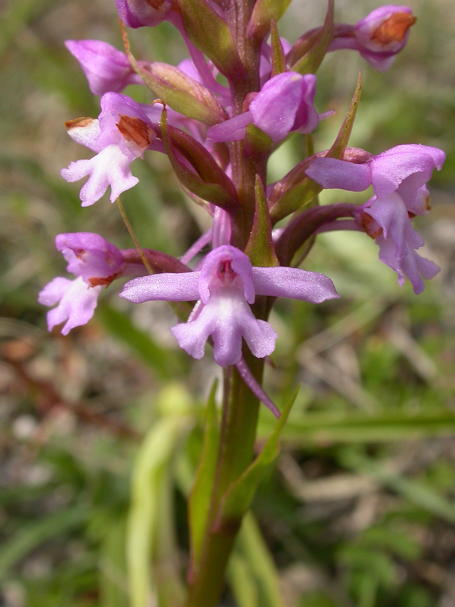 David Plant Photography - Wildlife Photographer - Fragrant orchid flower - A.jpg - Common fragrant orchid flower - Hertfordshire