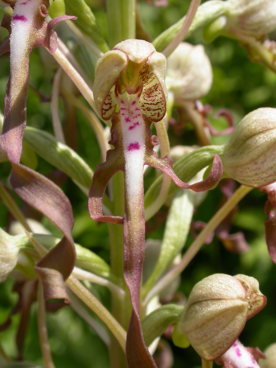 David Plant Photography - Wildlife Photographer - Lizard orchid flower - A.jpg - Lizard orchid flower - South Gloucestershire