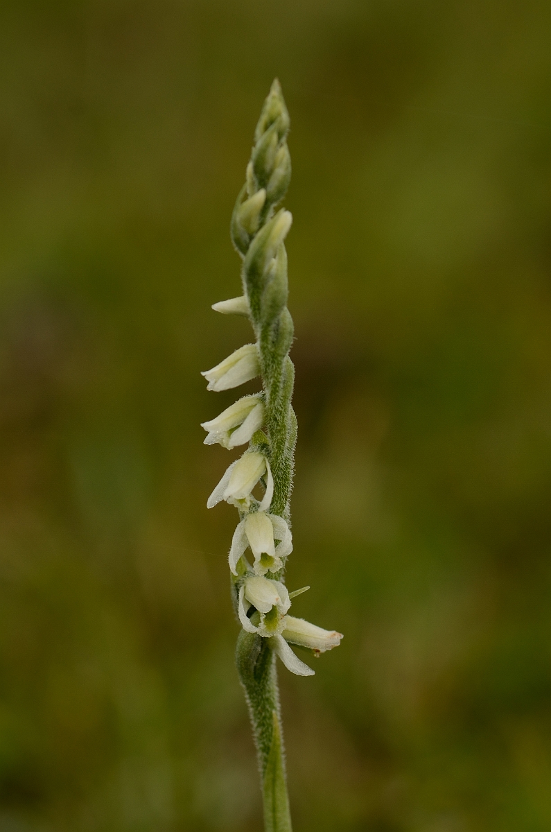 David Plant Photography - Wildlife Photography - Autumn ladys tresses - B.jpg - Autumn ladys tresses spike - Hampshire