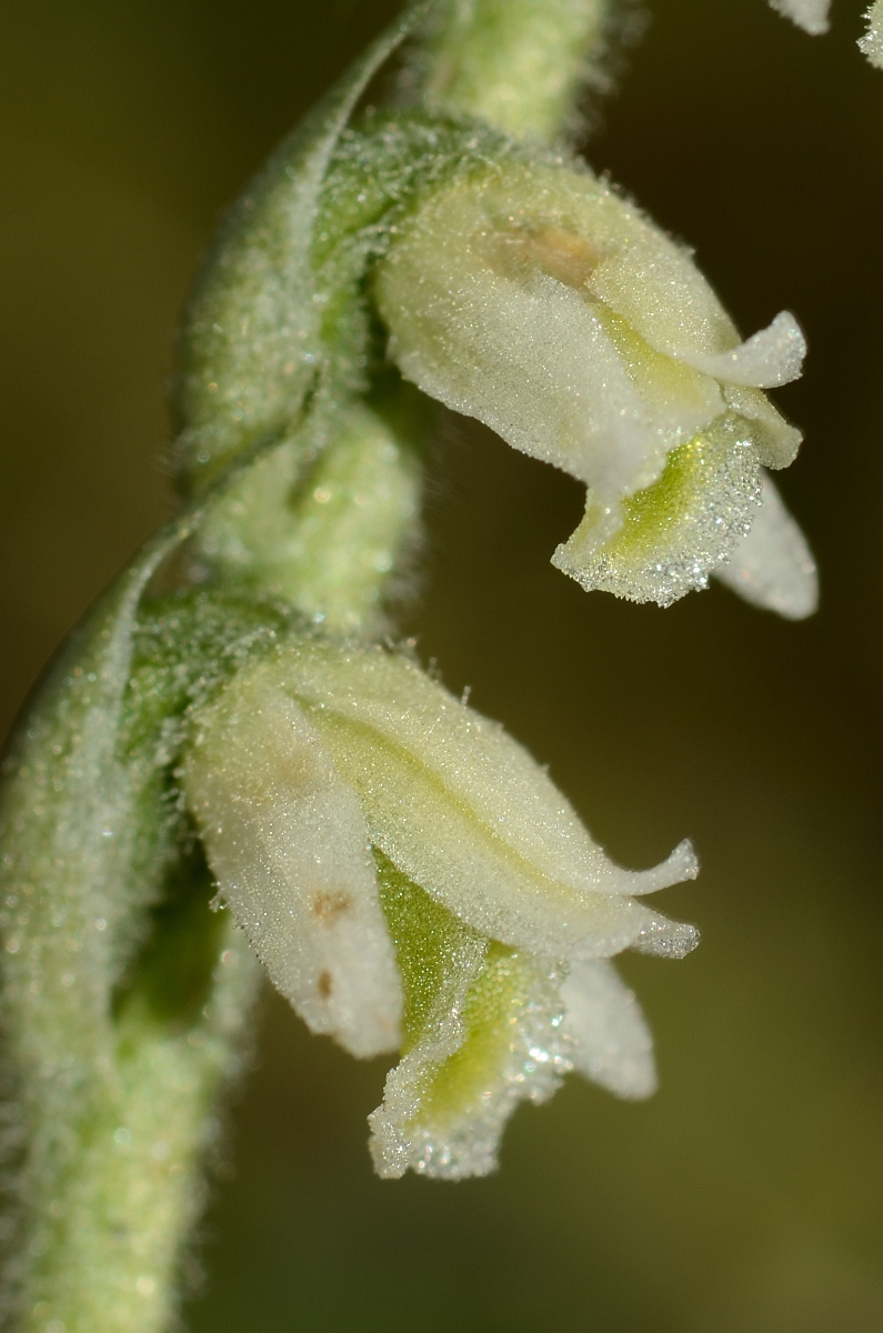 David Plant Photography - Wildlife Photography - Autumn ladys tresses - E.jpg - Autumn ladys tresses flowers - Hampshire