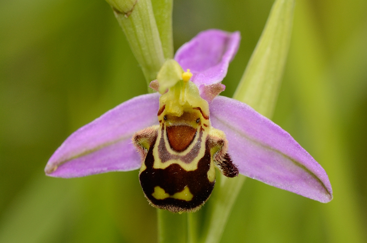 David Plant Photography - Wildlife Photography - Bee orchid - G.jpg - Bee orchid flower - Kent