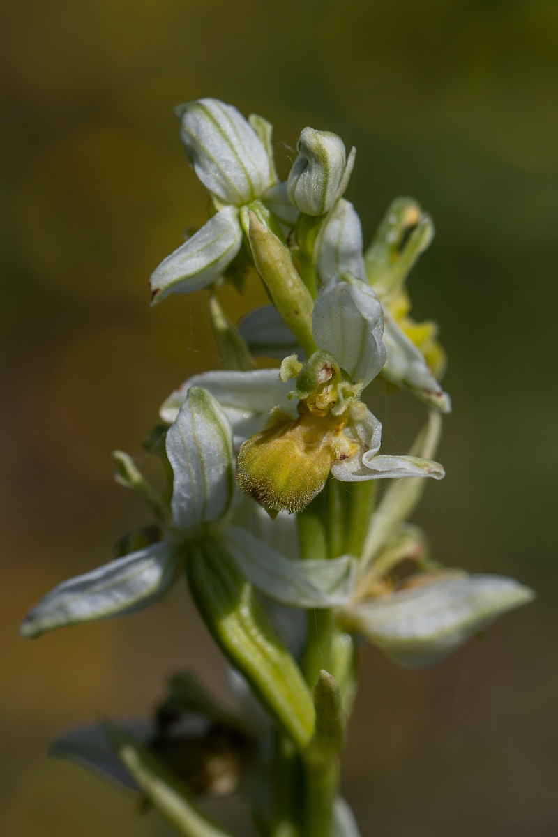 David Plant Photography - Wildlife Photography - Bee orchid - K.JPG - Bee orchid - Kent