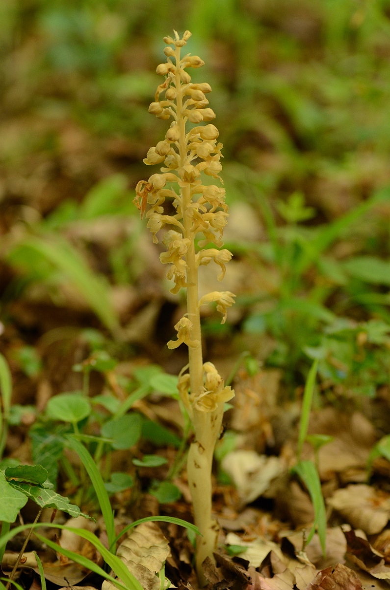 David Plant Photography - Wildlife Photography - Bird's-nest orchid - A.jpg - Bird's-nest orchid plant - Hampshire