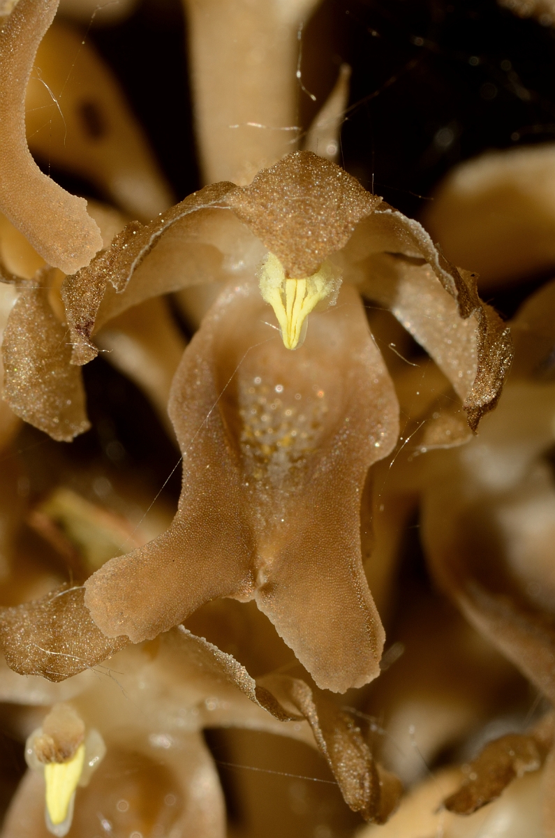 David Plant Photography - Wildlife Photography - Bird's-nest orchid - D.jpg - Bird's-nest orchid flower - Oxfordshire