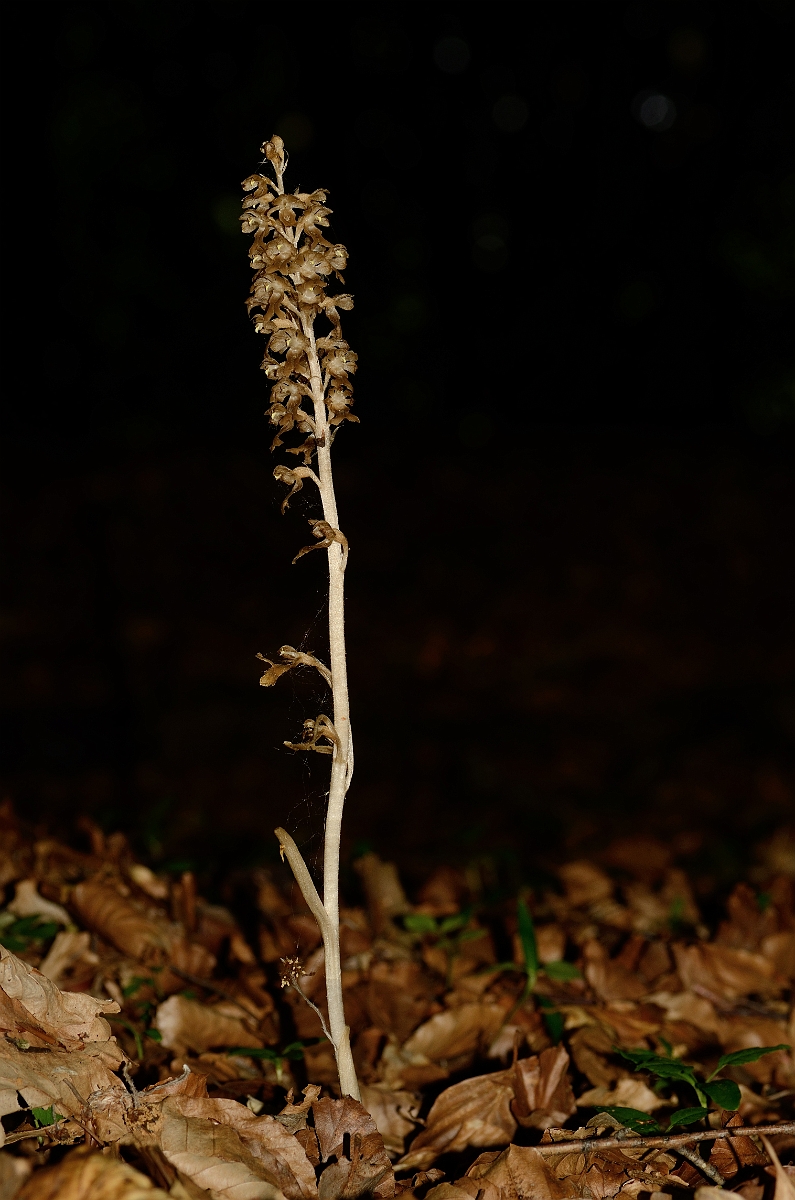 David Plant Photography - Wildlife Photography - Bird's-nest orchid - F.jpg - Bird's-nest orchid plant - Oxfordshire