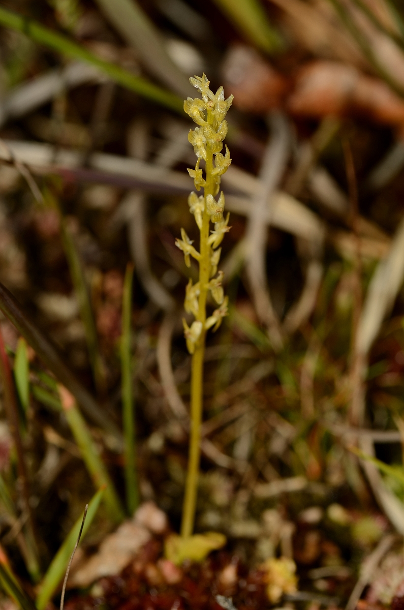 David Plant Photography - Wildlife Photography - Bog orchid - A.jpg - Bog orchid flower spike - Hampshire