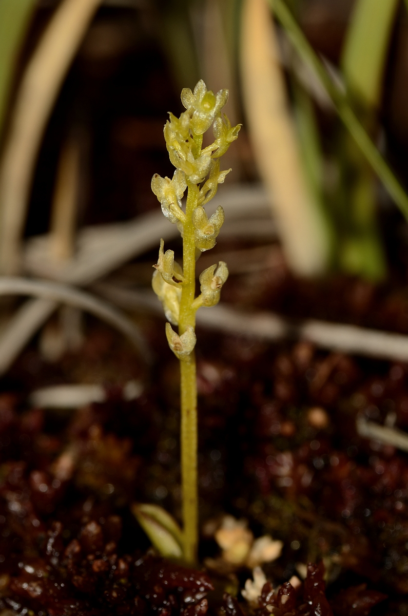 David Plant Photography - Wildlife Photography - Bog orchid - C.jpg - Bog orchid flower spike amongst sphagnum - Hampshire