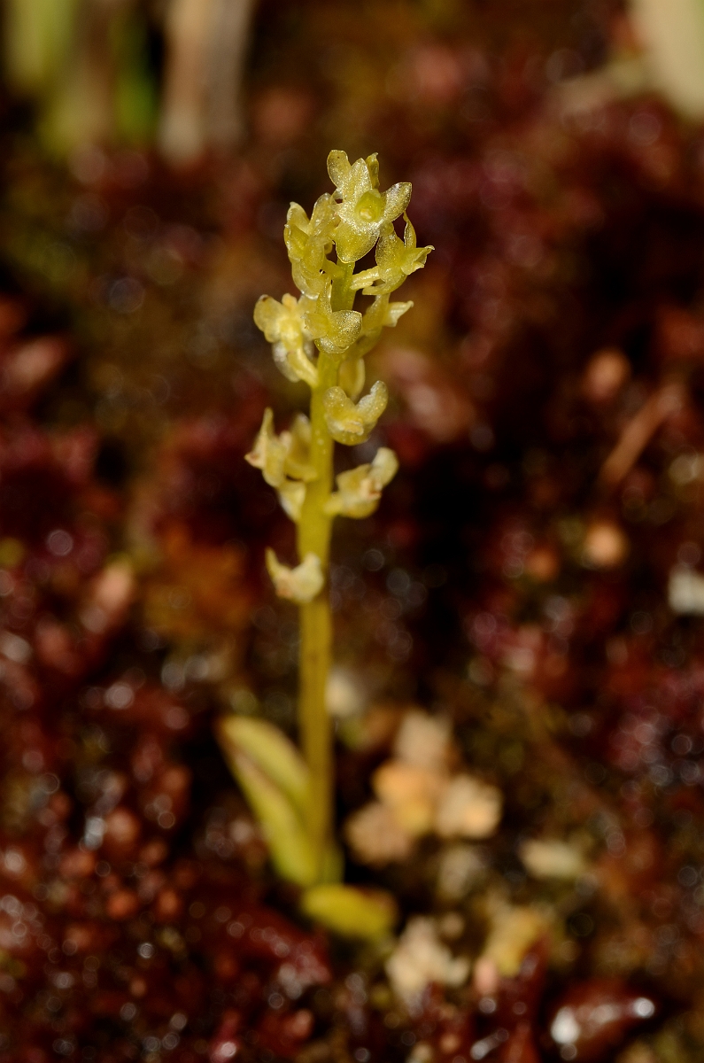 David Plant Photography - Wildlife Photography - Bog orchid - E.jpg - Bog orchid flower spike amongst sphagnum - Hampshire