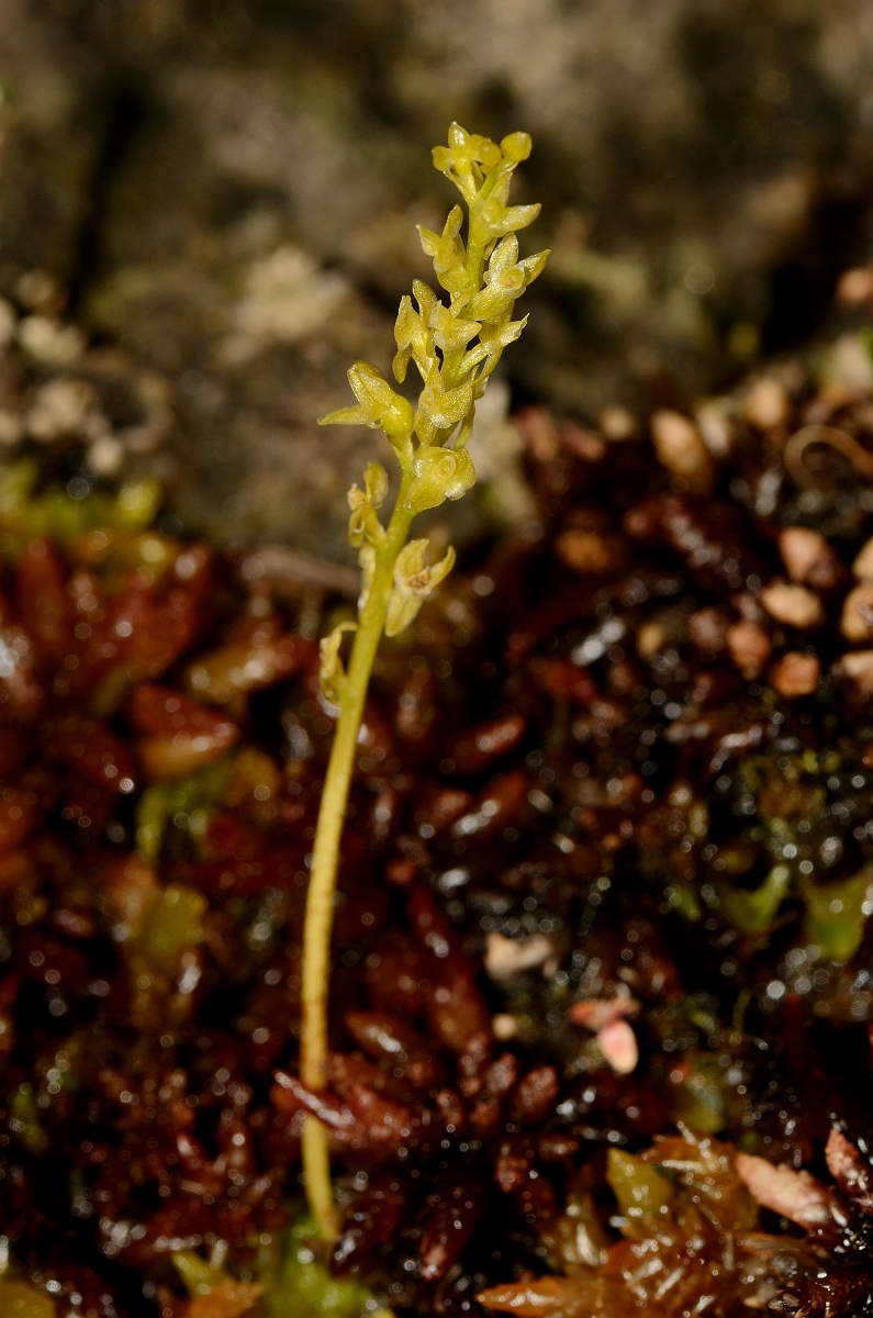 David Plant Photography - Wildlife Photography - Bog orchid - F.jpg - Bog orchid flower spike amongst sphagnum - Hampshire