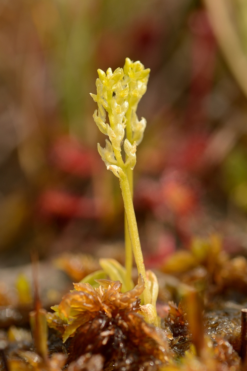 David Plant Photography - Wildlife Photography - Bog orchid - H.jpg - Bog orchid duo - Hampshire