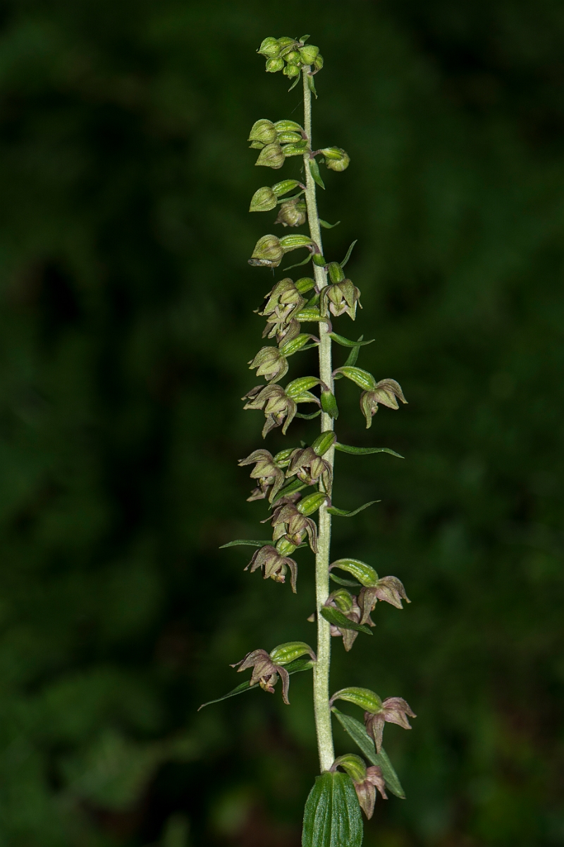 David Plant Photography - Wildlife Photography - Broad-leaved helleborine - A.jpg - Broad-leaved helleborine spike - Anglesey