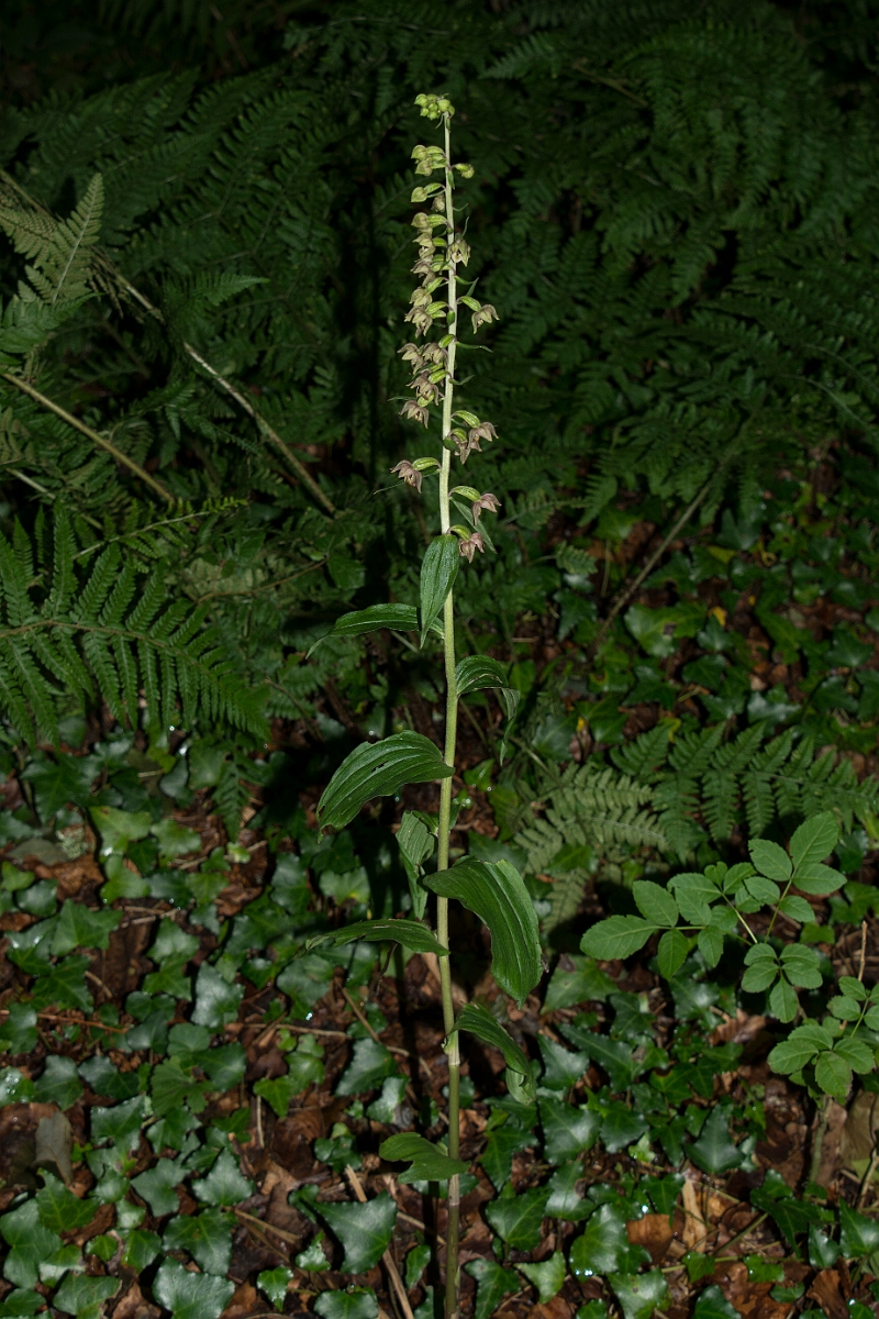 David Plant Photography - Wildlife Photography - Broad-leaved helleborine - C.jpg - Broad-leaved helleborine plant - Anglesey
