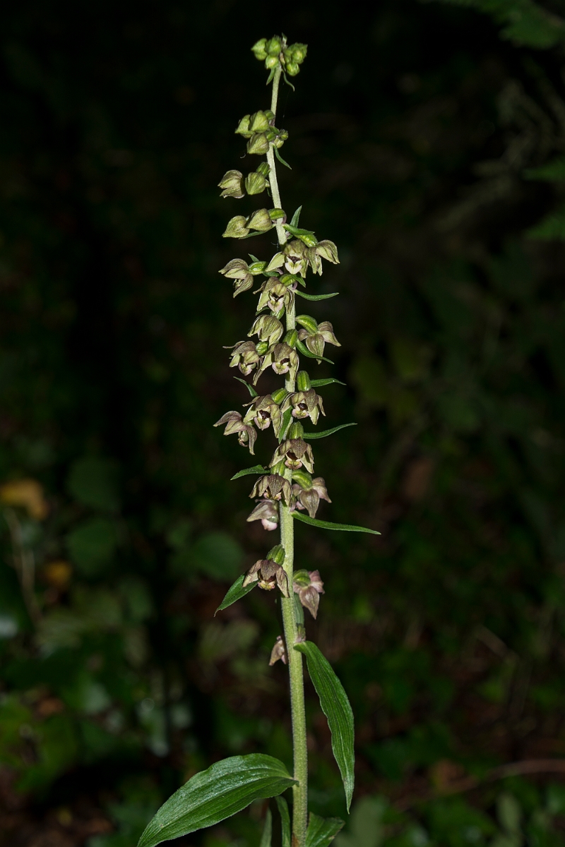 David Plant Photography - Wildlife Photography - Broad-leaved helleborine - D.jpg - Broad-leaved helleborine spike - Anglesey