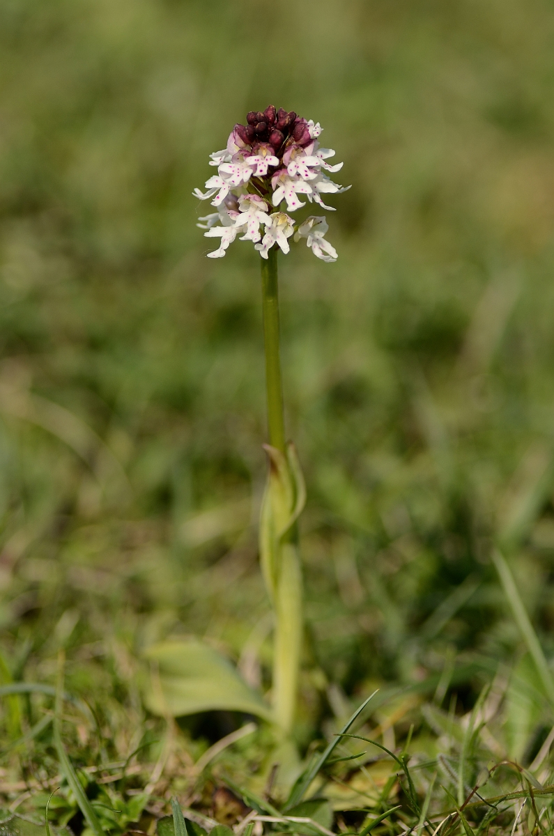 David Plant Photography - Wildlife Photography - Burnt orchid - A.jpg - Burnt orchid plant - Bedfordshire
