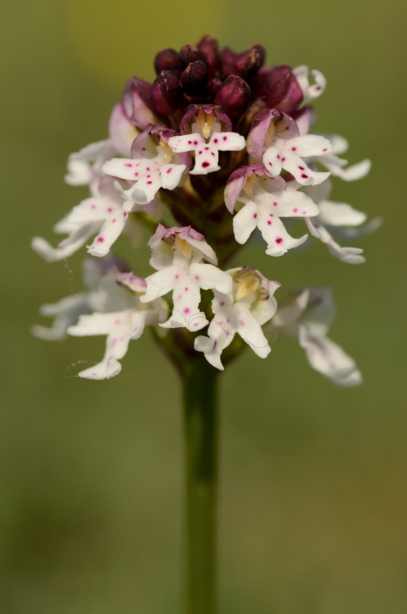 David Plant Photography - Wildlife Photography - Burnt orchid - B.jpg - Burnt orchid flowering spike - Bedfordshire