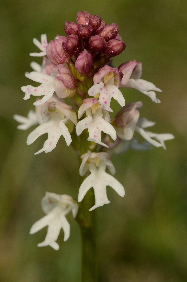 David Plant Photography - Wildlife Photography - Burnt orchid - C.jpg - Burnt orchid pale flowering spike - Bedfordshire