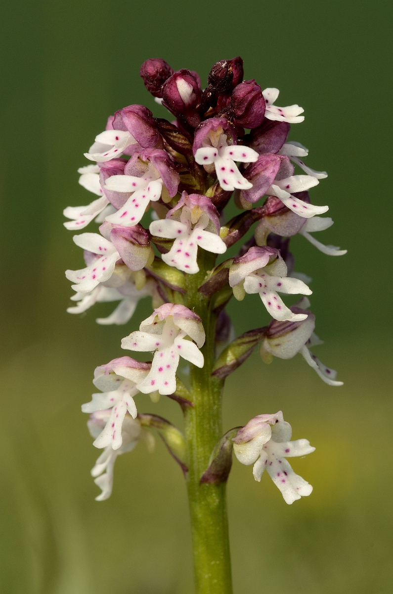 David Plant Photography - Wildlife Photography - Burnt orchid - E.jpg - Burnt orchid flowering spike - Bedfordshire