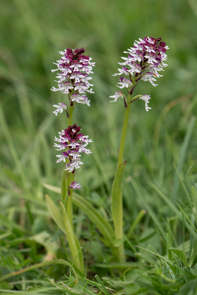 David Plant Photography - Wildlife Photography - Burnt orchid - G.jpg - Burnt orchid - Bedfordshire