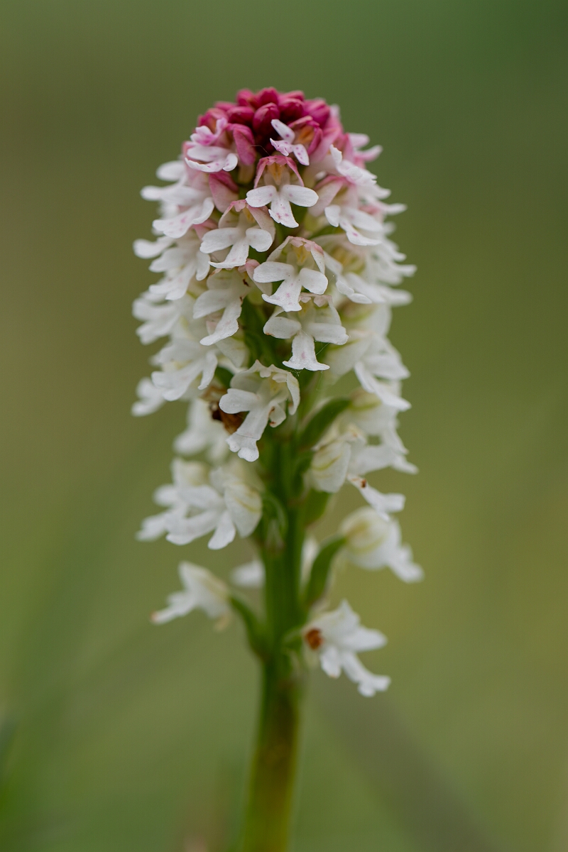 David Plant Photography - Wildlife Photography - Burnt orchid - H.jpg - Burnt orchid - Bedfordshire