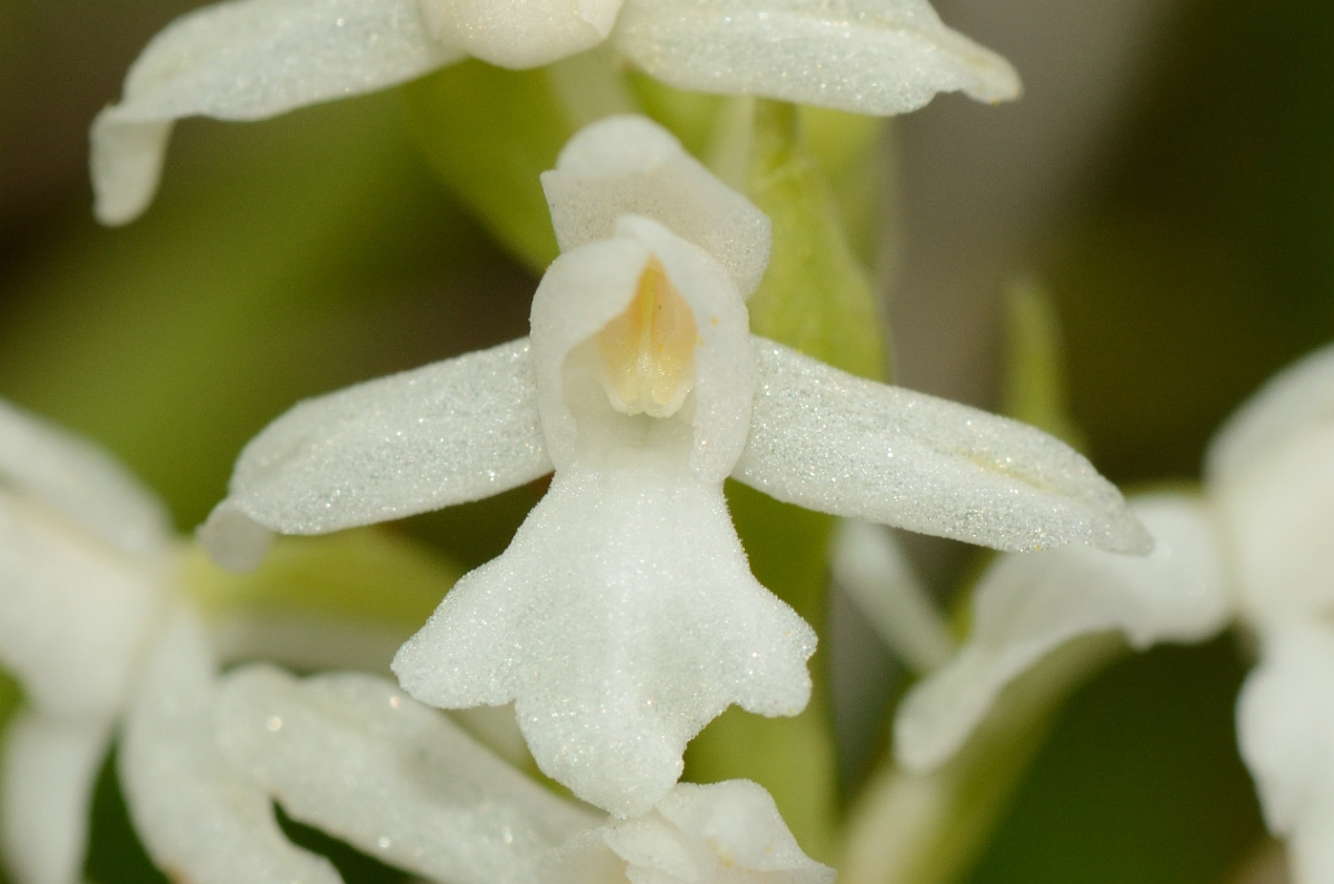 David Plant Photography - Wildlife Photography - Common fragrant orchid - E.jpg - Common fragant orchid white flowered - Kent