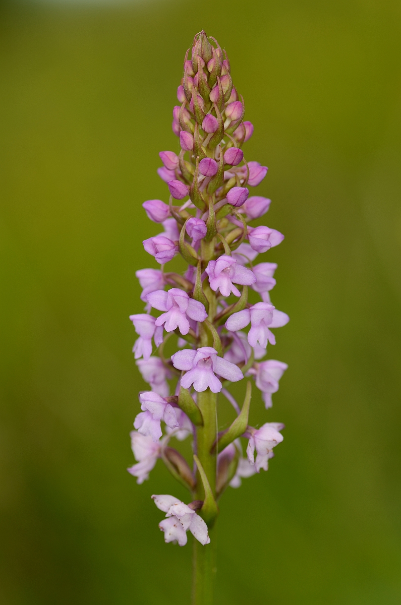 David Plant Photography - Wildlife Photography - Common fragrant orchid - F.jpg - Common fragant orchid spike - Kent