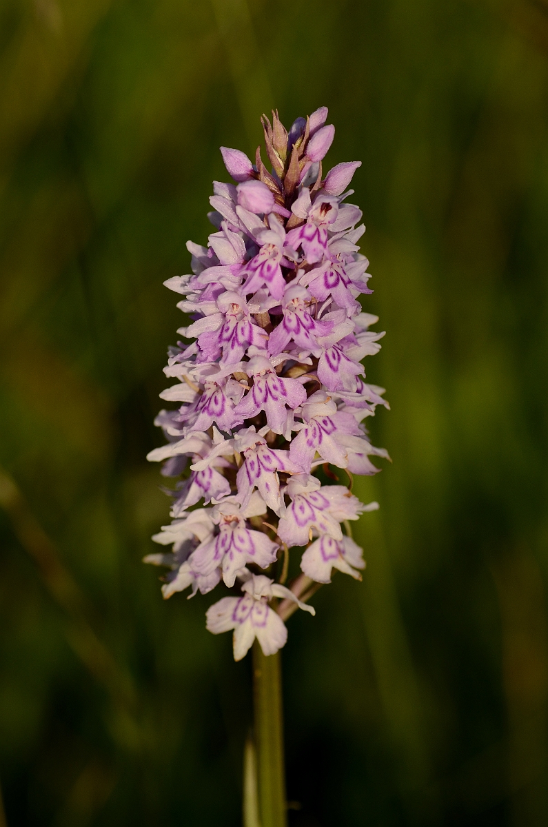 David Plant Photography - Wildlife Photography - Common spotted orchid - B.jpg - Common spotted orchid flower spike - Hertfordshire