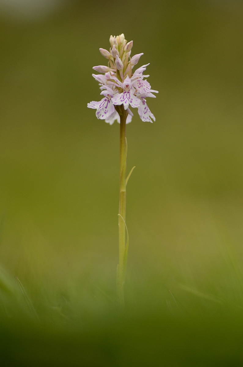 David Plant Photography - Wildlife Photography - Common spotted orchid - E.jpg - Common spotted orchid - Argyll and Bute