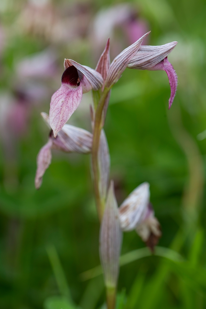 David Plant Photography - Wildlife Photography - Common tongue-orchid - B.JPG - Common tongue-orchid, flower - Essex