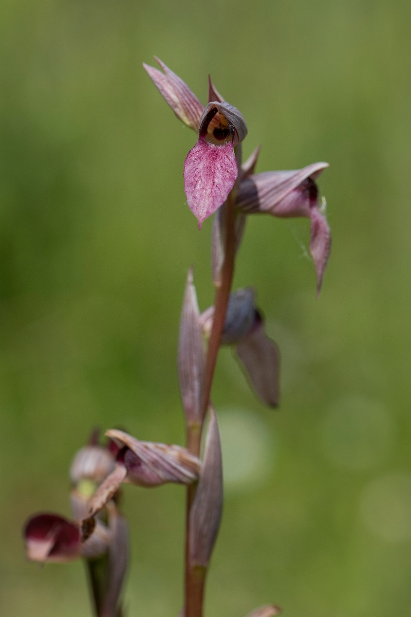 David Plant Photography - Wildlife Photography - Common tongue-orchid - G.JPG - Common tongue-orchid, spike - Essex