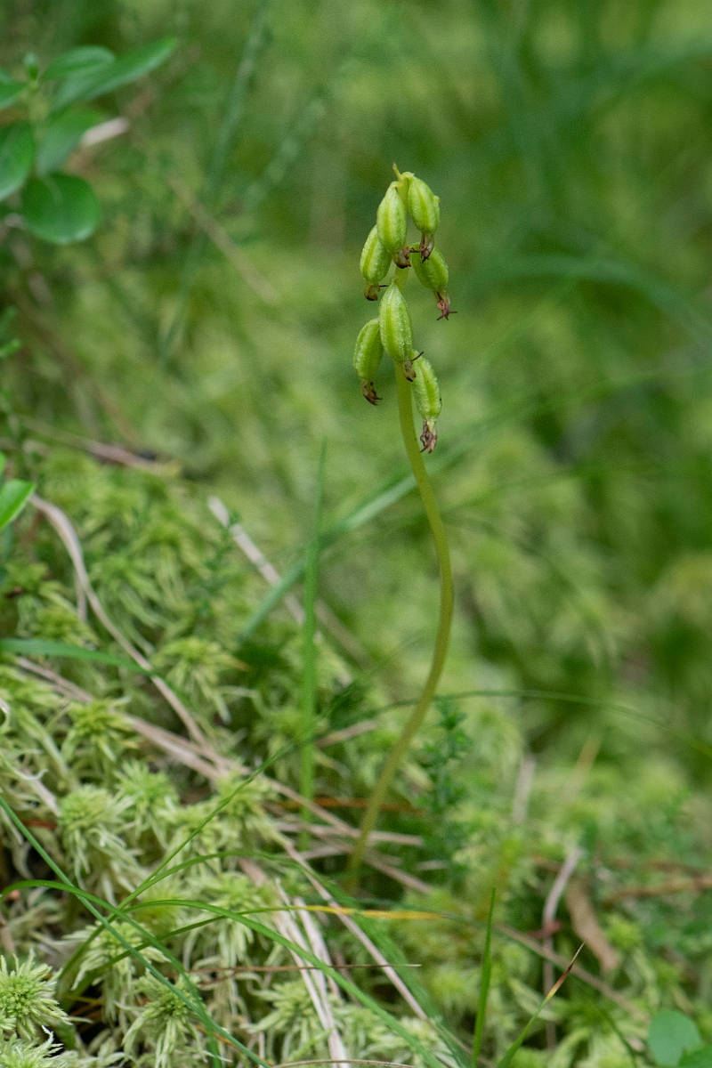 David Plant Photography - Wildlife Photography - Coralroot orchid - C.JPG - Coralroot orchid, seedpods - Cairngorms