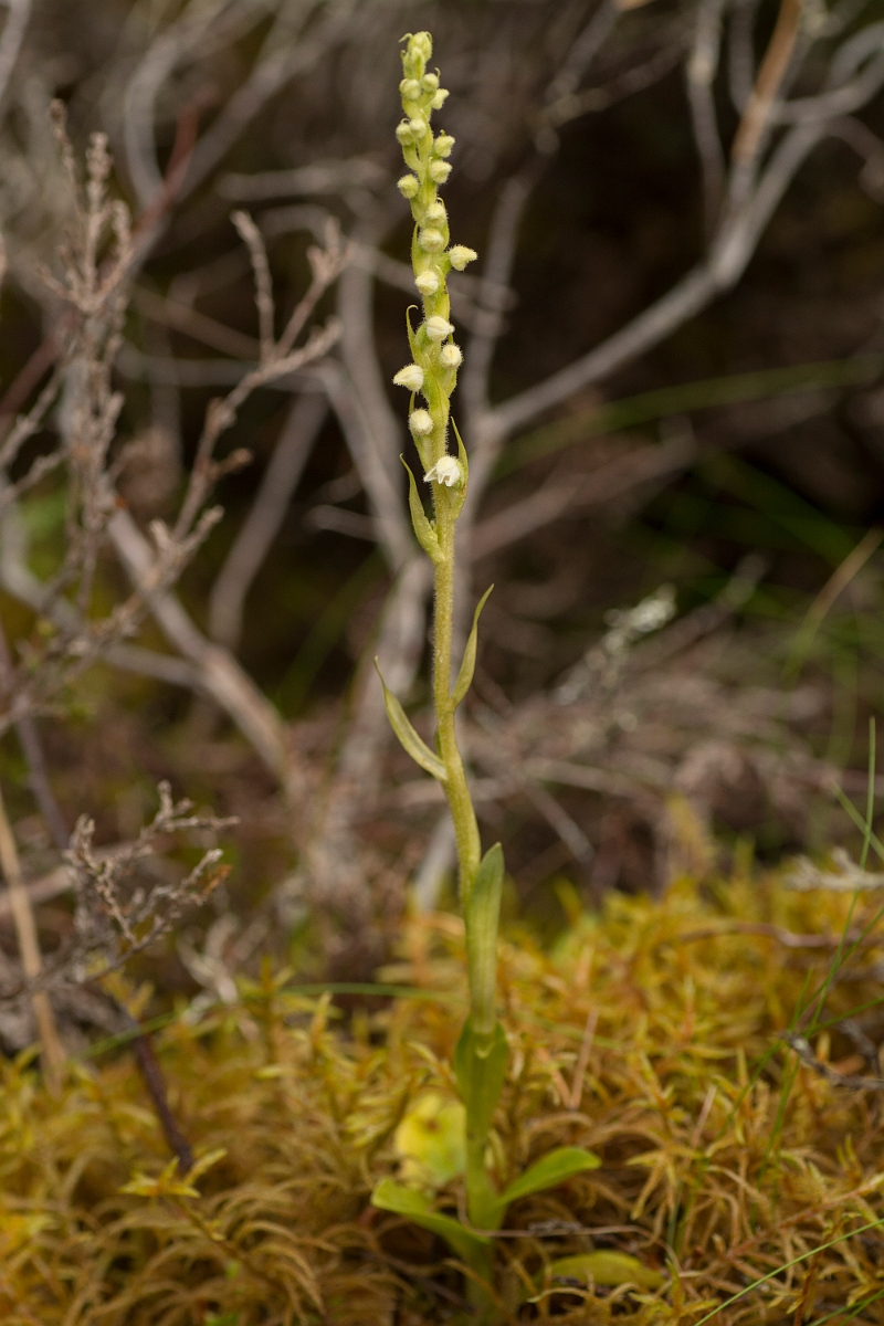 David Plant Photography - Wildlife Photography - Creeping ladys-tresses - A.jpg - Creeping ladys-tresses - Sutherland