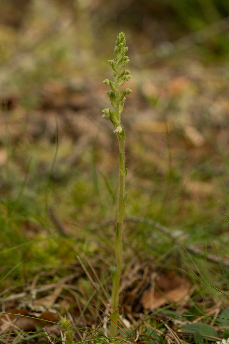 David Plant Photography - Wildlife Photography - Creeping ladys-tresses - C.jpg - Creeping ladys-tresses - Sutherland