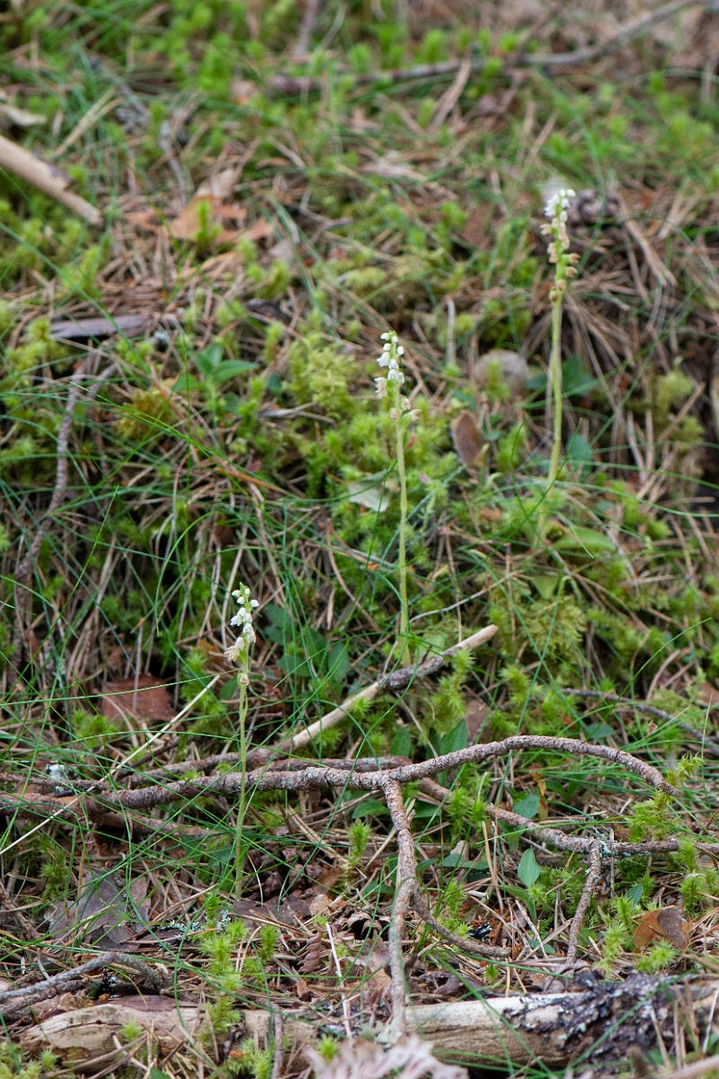 David Plant Photography - Wildlife Photography - Creeping ladys-tresses - G.JPG - Creeping ladystresses, group - Cairngorms