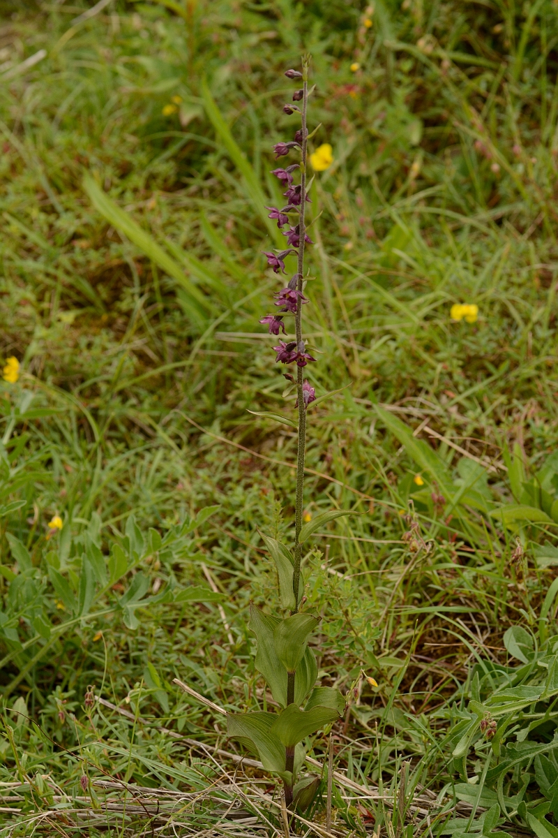 David Plant Photography - Wildlife Photography - Dark red helleborine - A.jpg - Dark red hellebroine - County Durham