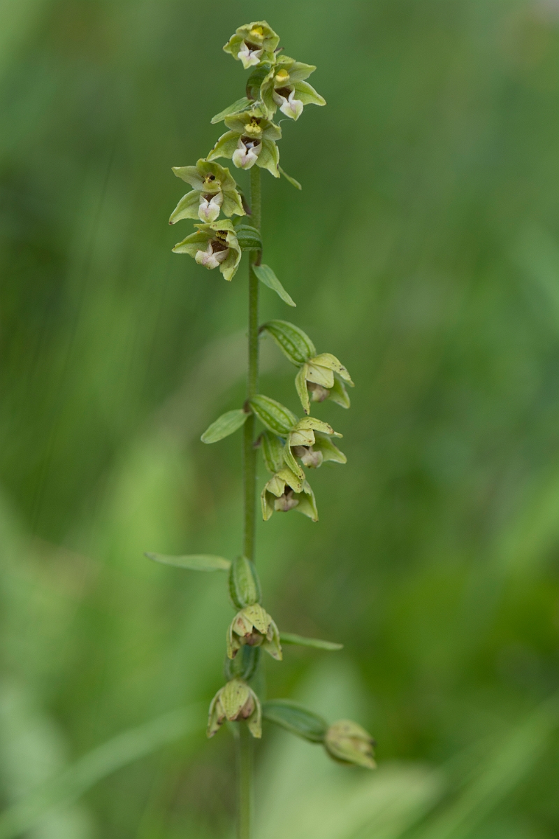 David Plant Photography - Wildlife Photography - Dune helleborine - B.jpg - Dune helleborine spike - Anglesey