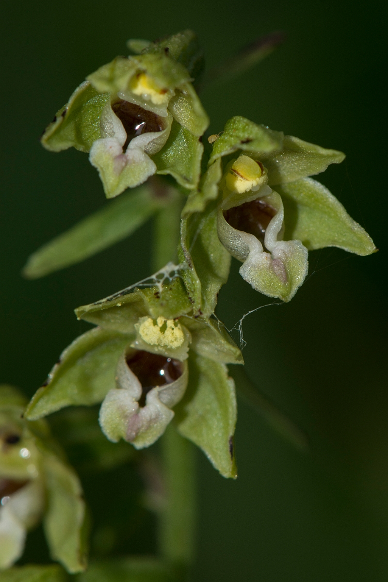 David Plant Photography - Wildlife Photography - Dune helleborine - F.jpg - Dune helleborine flower - Anglesey