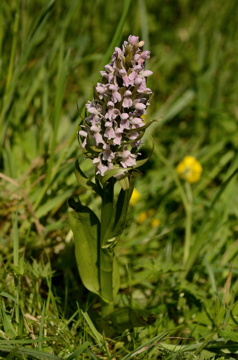 David Plant Photography - Wildlife Photography - Early marsh orchid - A.jpg - Early marsh orchid, incarnata, plant - Hertfordshire