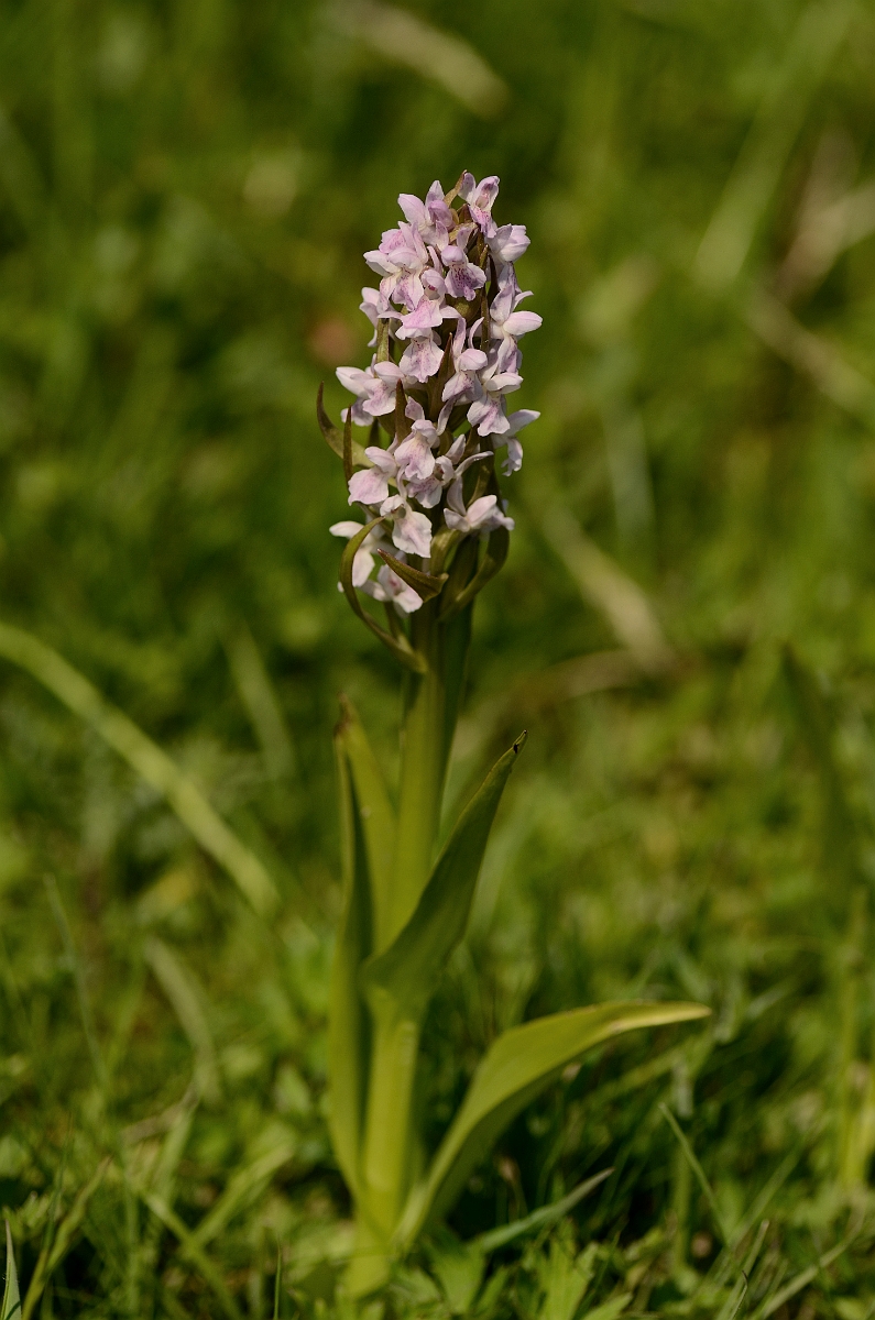 David Plant Photography - Wildlife Photography - Early marsh orchid - E.jpg - Early marsh orchid, incarnata, plant - Hertfordshire