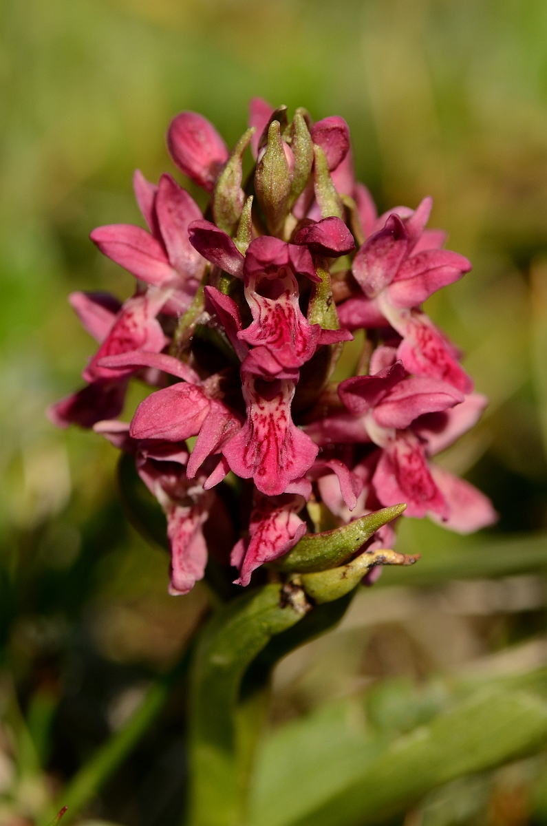 David Plant Photography - Wildlife Photography - Early marsh orchid - G.jpg - Early marsh orchid, coccinea, flowering spike - Bridgend