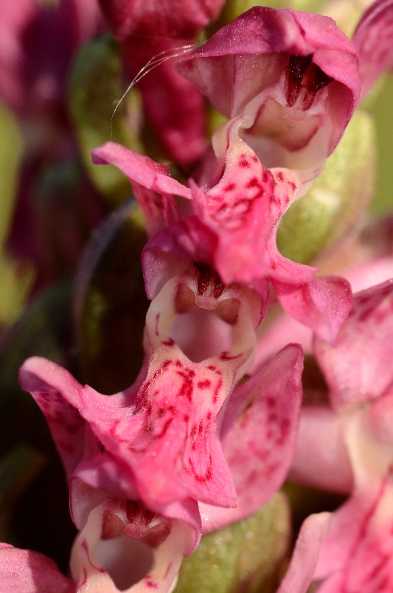 David Plant Photography - Wildlife Photography - Early marsh orchid - J.jpg - Early marsh orchid, coccinea, flower - Bridgend