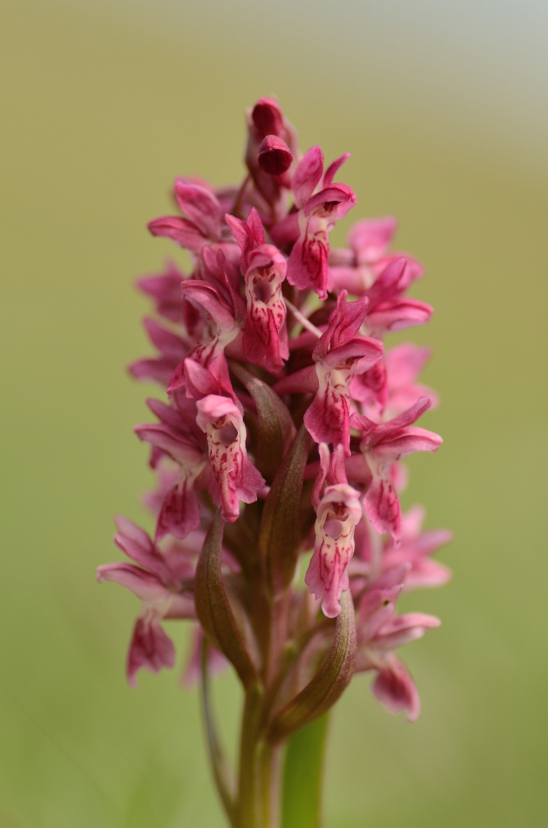 David Plant Photography - Wildlife Photography - Early marsh orchid - L.jpg - Early marsh orchid, coccinea, flowering spike - Angelsey