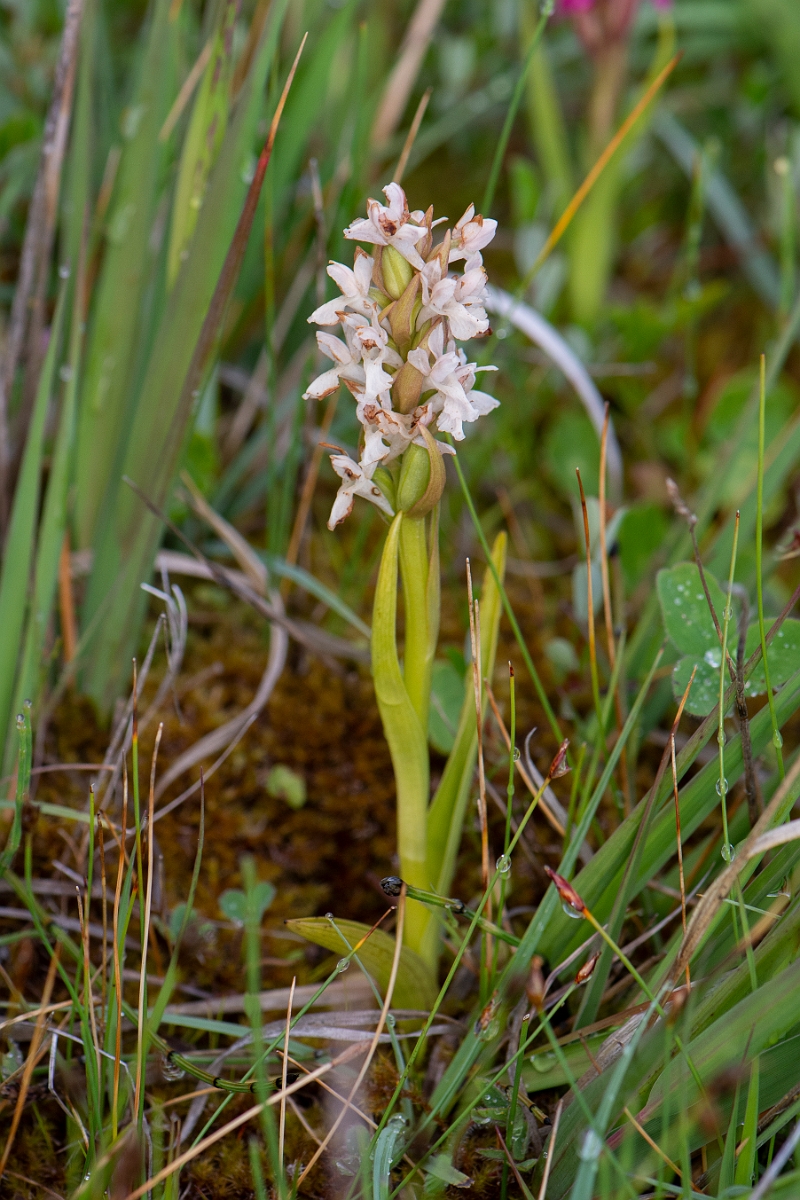David Plant Photography - Wildlife Photography - Early marsh orchid - N.JPG - Early marsh orchid, white form -  Bridgend