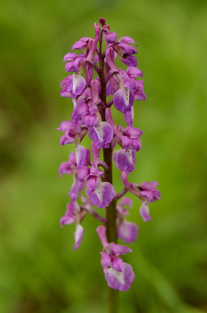 David Plant Photography - Wildlife Photography - Early purple orchid - A.jpg - Early purple orchid flowering spike - Cambridgeshire