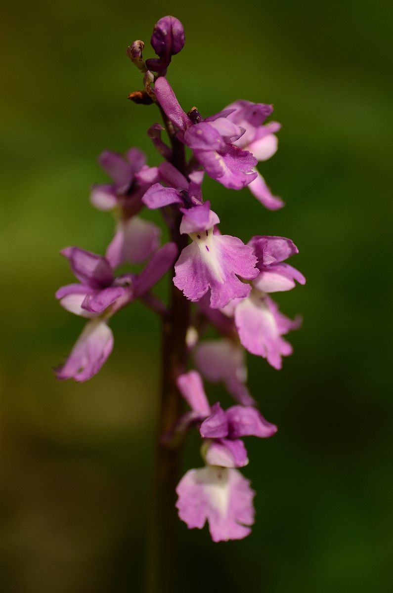 David Plant Photography - Wildlife Photography - Early purple orchid - C.jpg - Early purple orchid flowering spike - Cambridgeshire