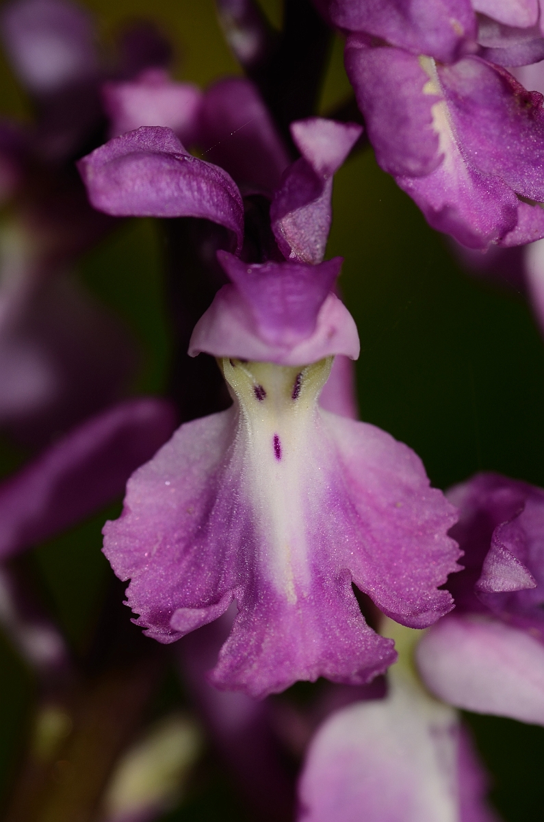 David Plant Photography - Wildlife Photography - Early purple orchid - D.jpg - Early purple orchid flower - Cambridgeshire