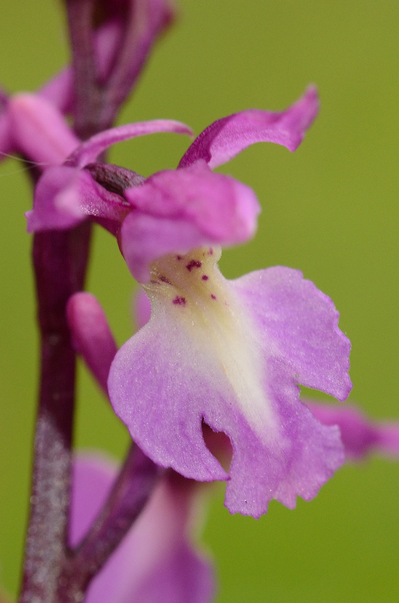 David Plant Photography - Wildlife Photography - Early purple orchid - E.jpg - Early purple orchid flower - Cambridgeshire
